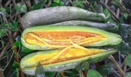 徐州百万网红吃瓜,共赴一场夏日吃瓜盛宴